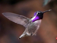 Hummingbirds! A Natural History 