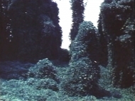 Kudzu 